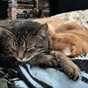 couturecat224